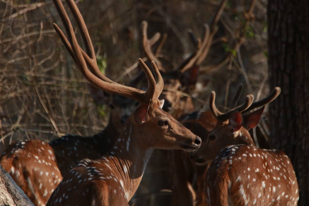 Bandipur Tiger Reserve And National Park